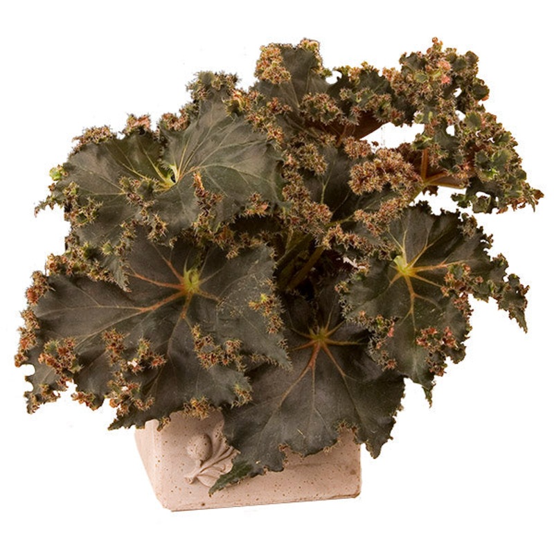 Begonia Munchkin (Begonia rhizomatous hybrid)