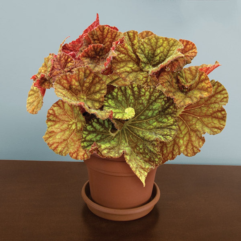 Begonia Northern Lights (Begonia rhizomatous hybrid)