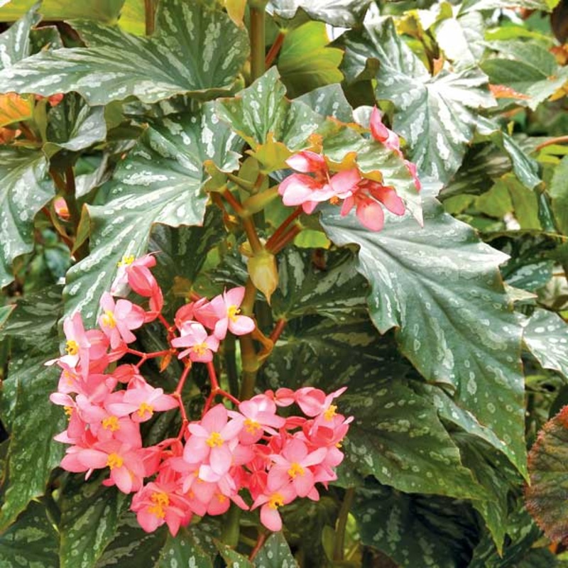 Begonia Paper Snowflake (Begonia fibrous hybrid)