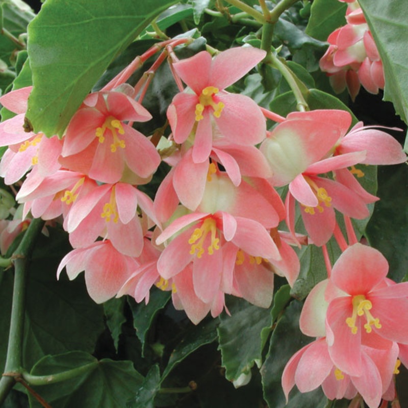 Begonia Potpourri’ (Begonia fibrous hybrid)