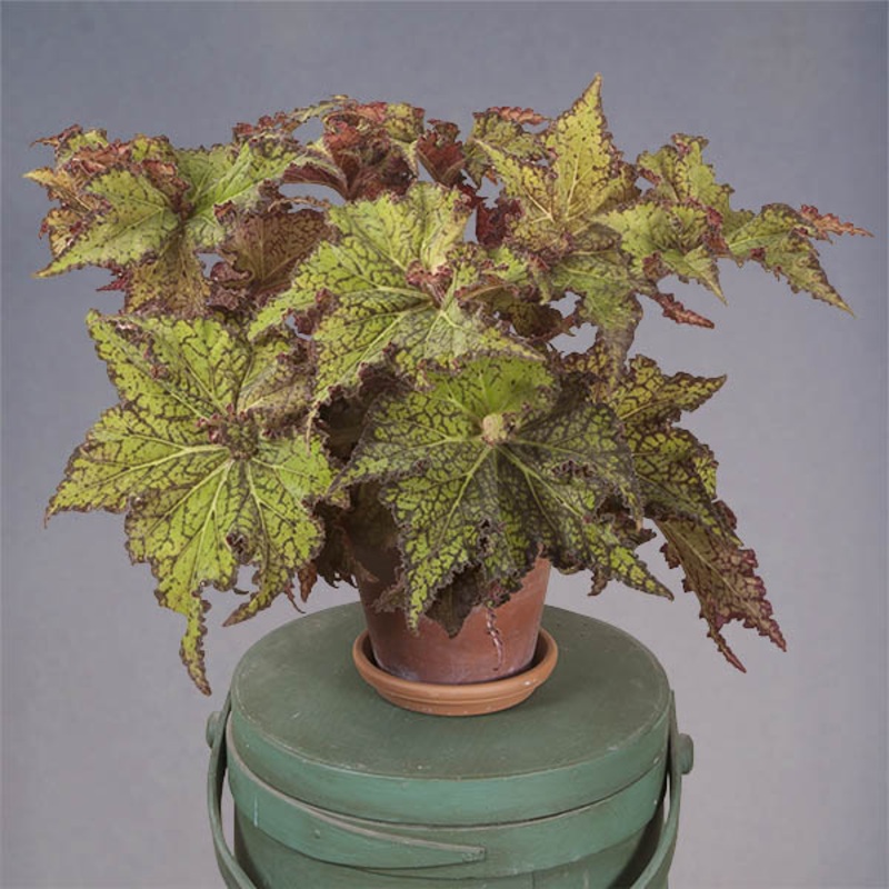 Begonia Shooting Star (Begonia rhizomatous hybrid)