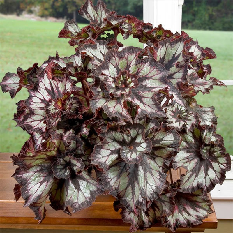 Begonia Super Curl (Begonia rex hybrid)