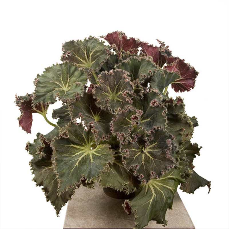 Begonia Susie’s Curl (Begonia rhizomatous hybrid)