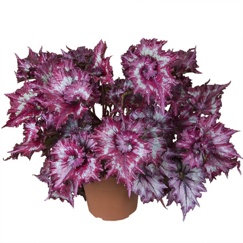 Begonia Tie Dye (Begonia rex hybrid)