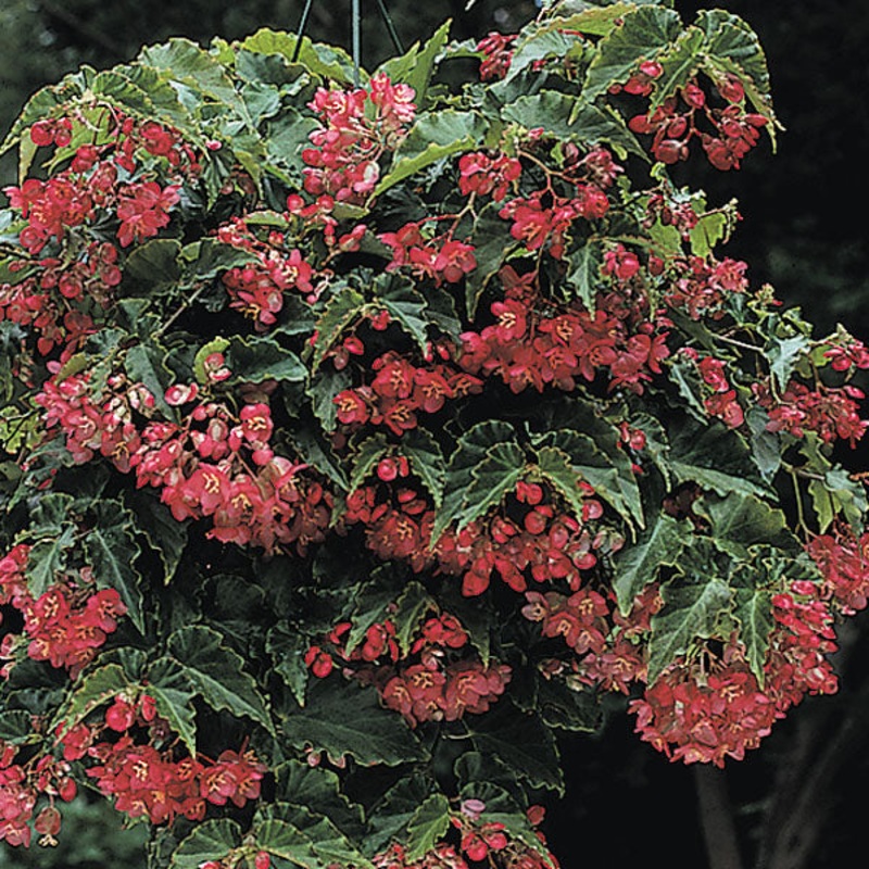 Begonia Tiny Gem (Begonia fibrous hybrid)