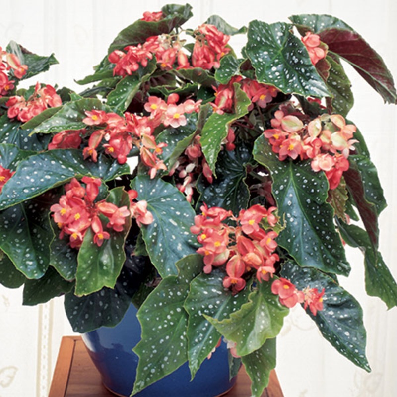 Begonia Tom Ment (Begonia fibrous hybrid)