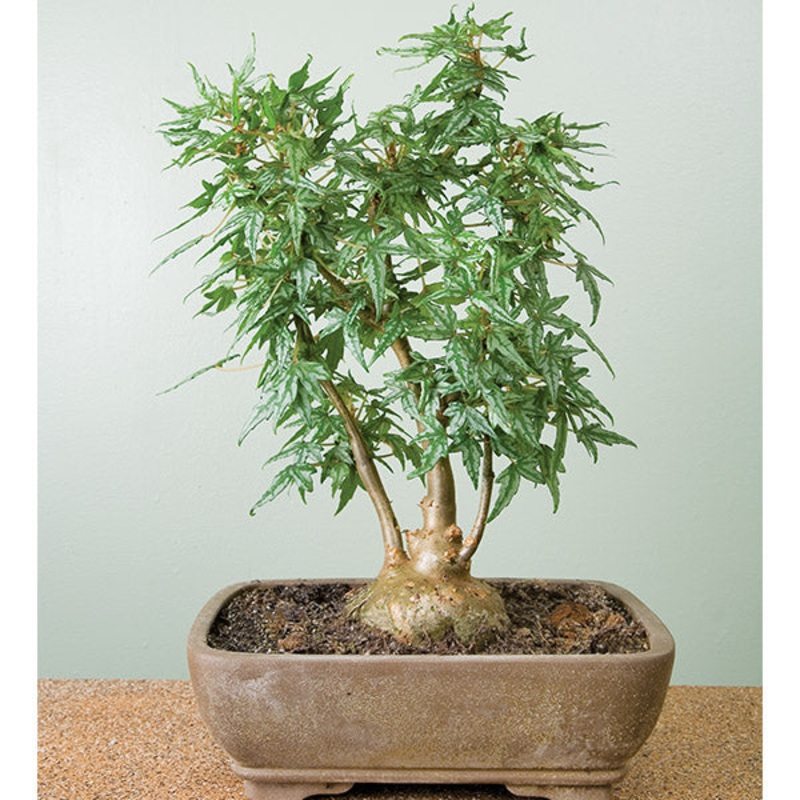 Begonia Tweedle Dee (Begonia dregei Tweedle Dee)