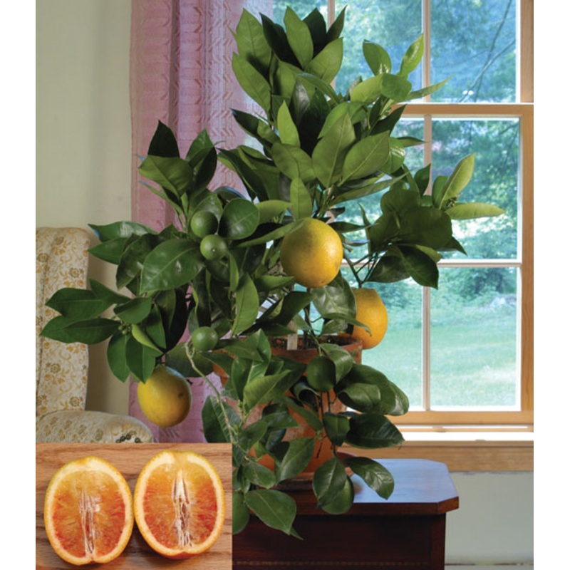 Blood Orange Tree ‘Sanguinelli’ (Citrus sinensis)