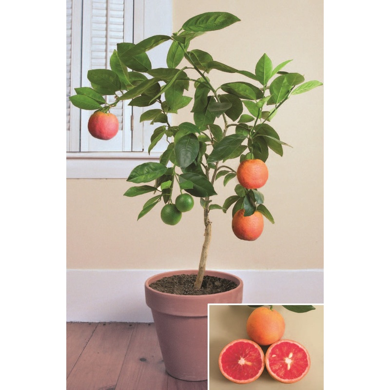 Blood Orange Tree Vaniglia Sanguigno (Citrus sinensis)