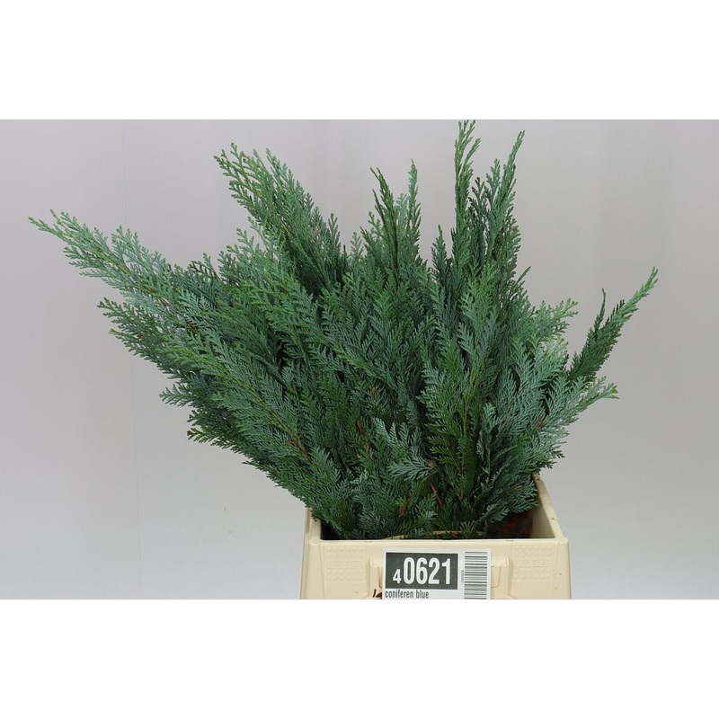 Blue Conifer Branches (Chamaecyparis) Christmas Craft Wreath Florist Festive Decoration Fresh Foliage