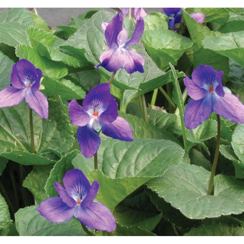 Blue Fragrant Violet (Viola odorata)