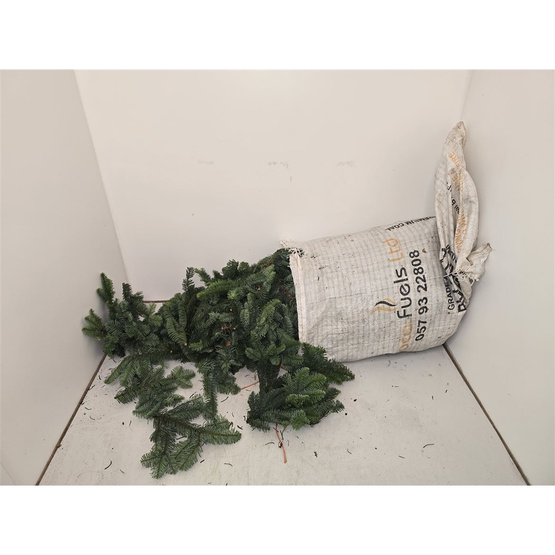 Blue Pine Branch Pieces Welsh Grown (Wollemia nobilis) Christmas Craft Wreath Florist Festive Decoration Fresh Foliage