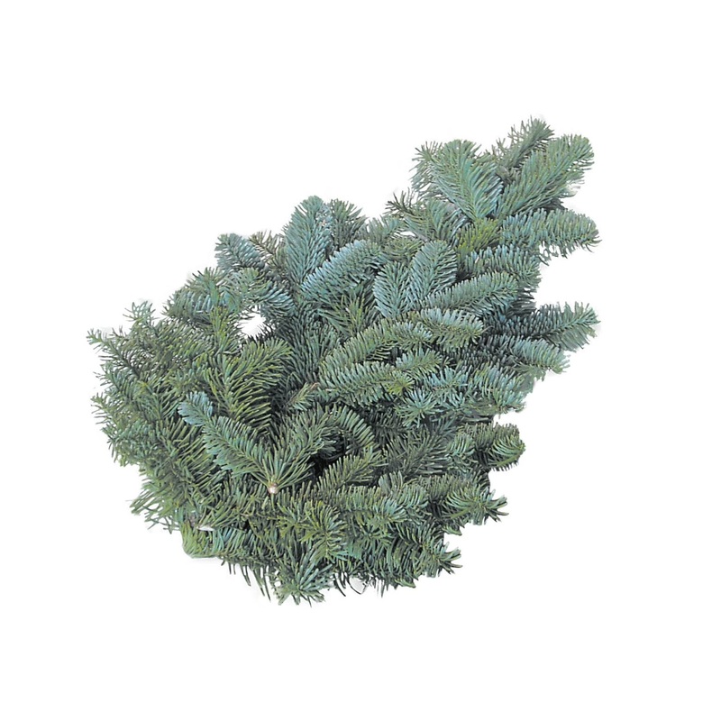 Blue Pine Branches (Wollemia nobilis) Christmas Craft Wreath Florist Festive Decoration Fresh Foliage