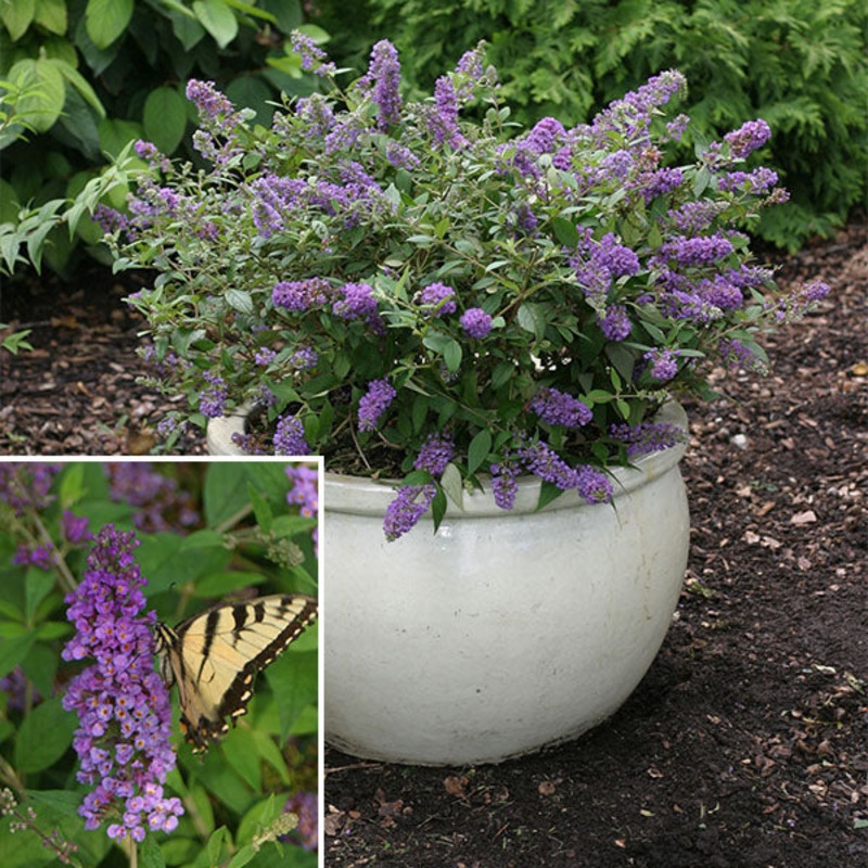 Butterfly Bush Lo & Behold Blue Chip PP (Buddleia hybrid)