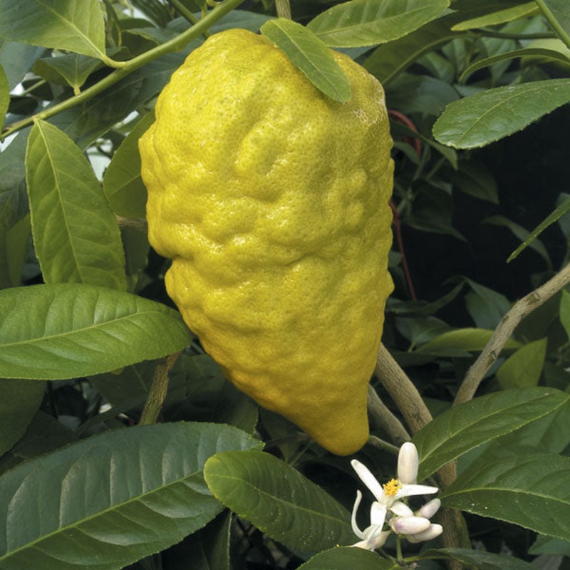 Citron Tree Etrog (Citrus medica)