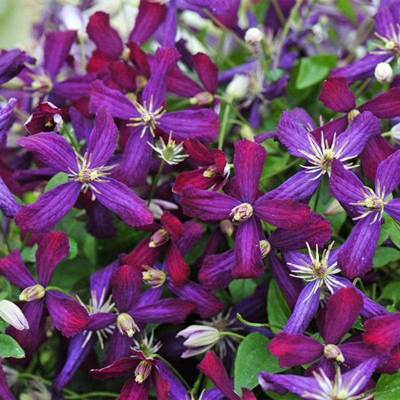 Clematis Sweet Summer Love PP (Clematis hybrid)