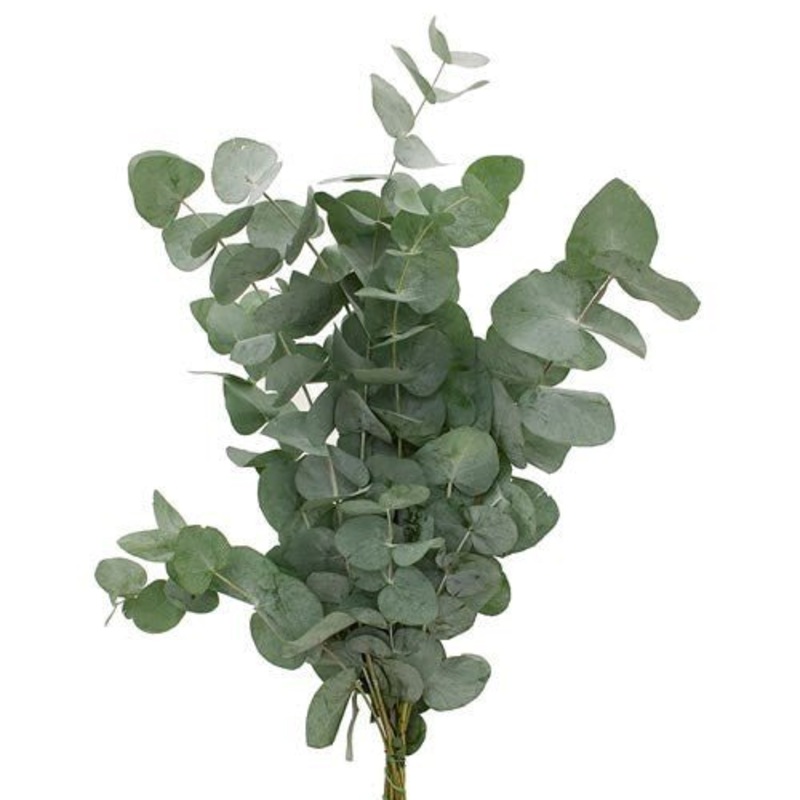 Eucalyptus cinerea Stems – Christmas Craft Wreath Florist Festive Decoration – Fresh Foliage