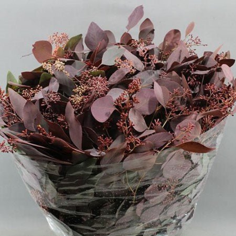 Eucalyptus populus Stems (Dyed Red with Berries) – Christmas Craft Wreath Florist Festive Decoration – Fresh Foliage (Copy)