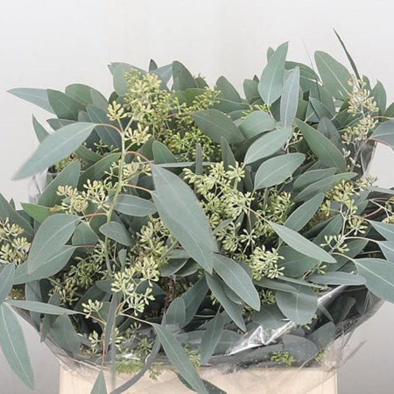 Eucalyptus populus Stems (Green with Berries) – Christmas Craft Wreath Florist Festive Decoration – Fresh Foliage