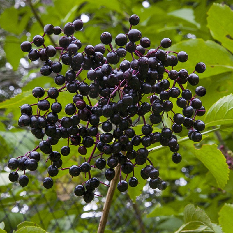 European Elderberry Plant Marge (Sambucus nigra)