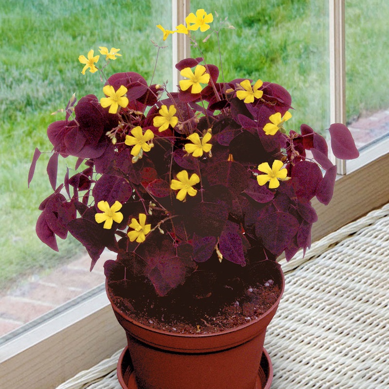 Fire Fern (Oxalis hedysaroides Rubra)