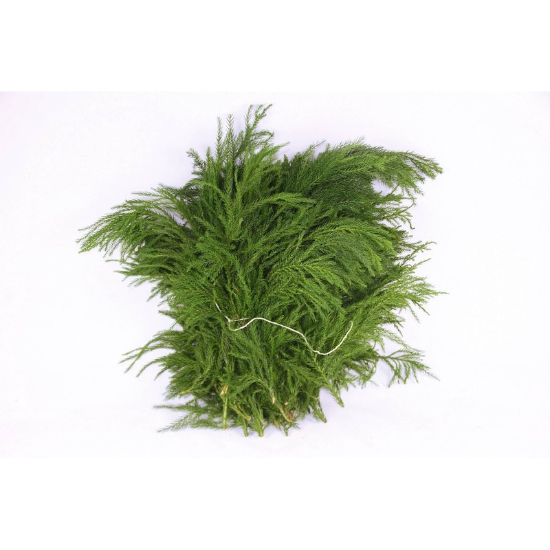 Japanese Cedar Branches (Cryptomeria japonica) Christmas Craft Wreath Florist Festive Decoration Fresh Foliage