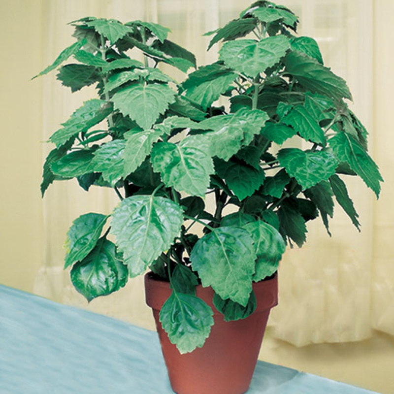 Java Patchouli (Pogostemon heyneanus)