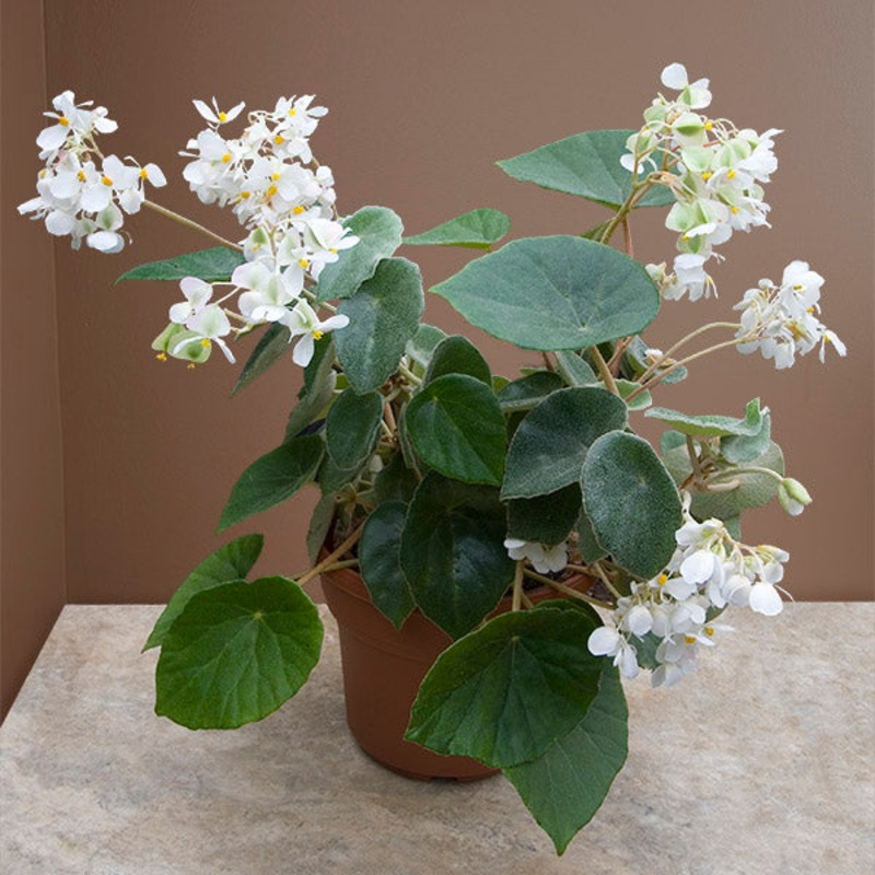 Kellerman’s Begonia (Begonia kellermanii)