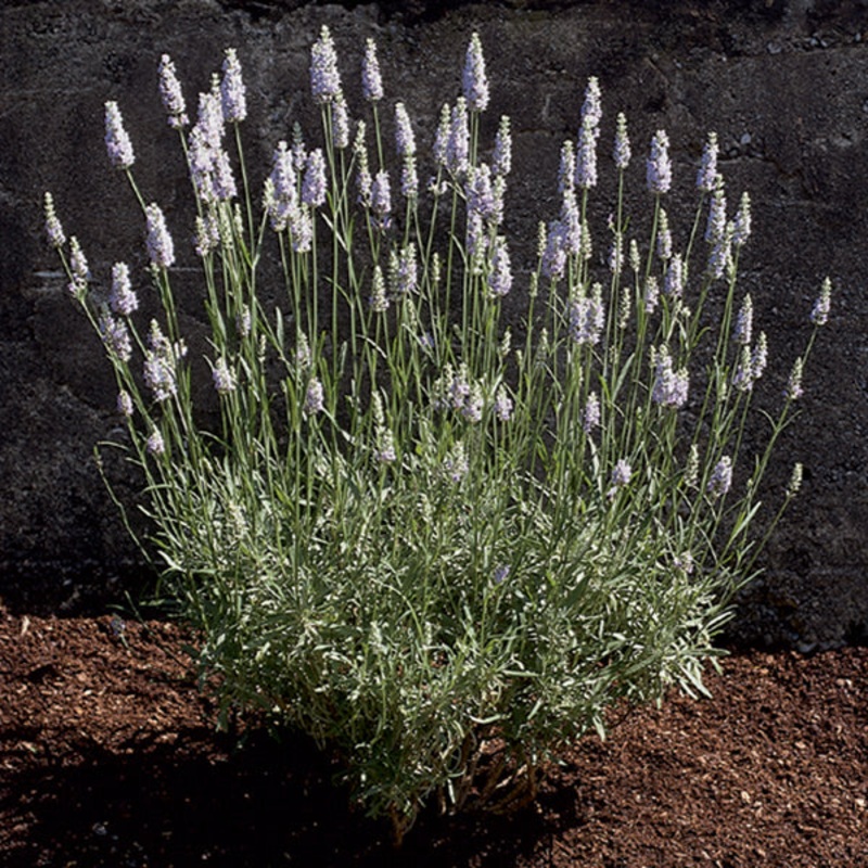 Lavender Provence (Lavandula x intermedia)