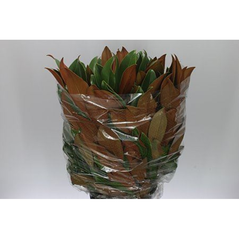 Magnolia Leaf Stem – Christmas Craft Wreath Florist Festive Decoration – Fresh Foliage