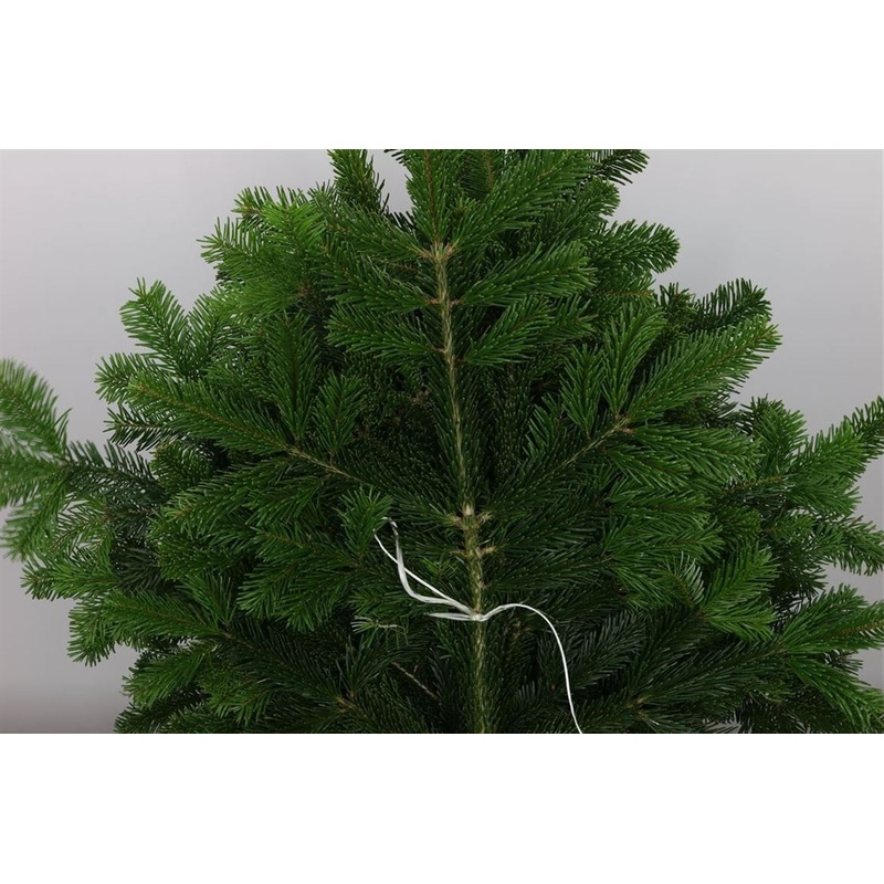 Nordmann Fir Branches (Abies nordmanniana) Christmas Craft Wreath Florist Festive Decoration Fresh Foliage