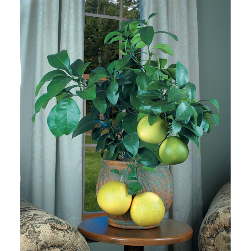 Pink Grapefruit (Citrus paradisi Ruby Red)