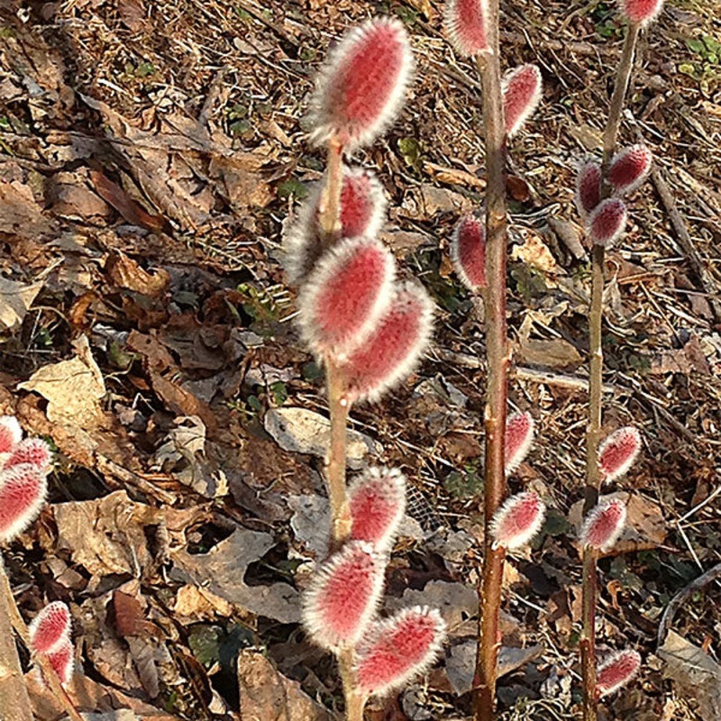 Pink Pussy Willow (Salix chaenomeloides ‘Mt Asama’)