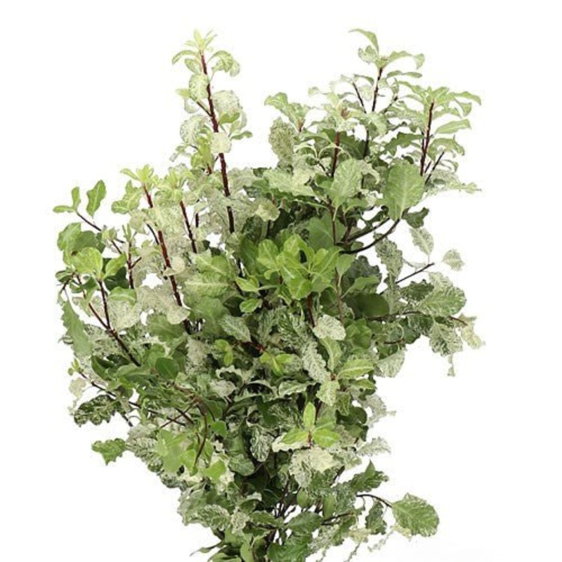 Pittosporum Navato Bunch – Christmas Craft Wreath Florist Festive Decoration – Fresh Foliage
