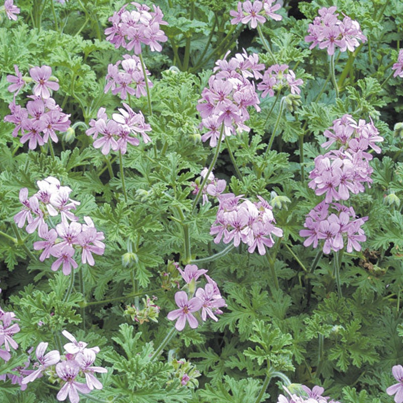 Rose Scented Geranium True Rose (Pelargonium hybrid)