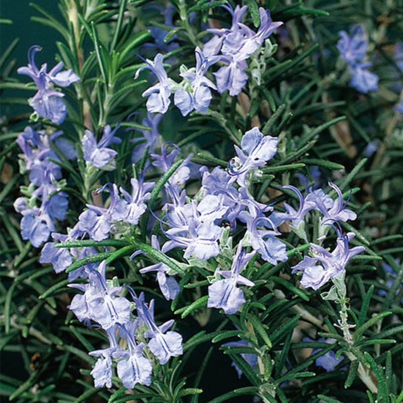 Rosemary Plant Logee Blue (Rosmarinus officinalis)