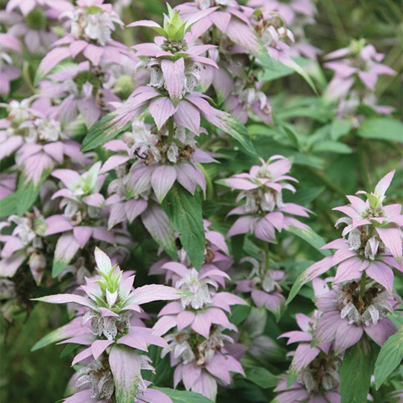 Spotted Beebalm (Monarda punctata Leu)