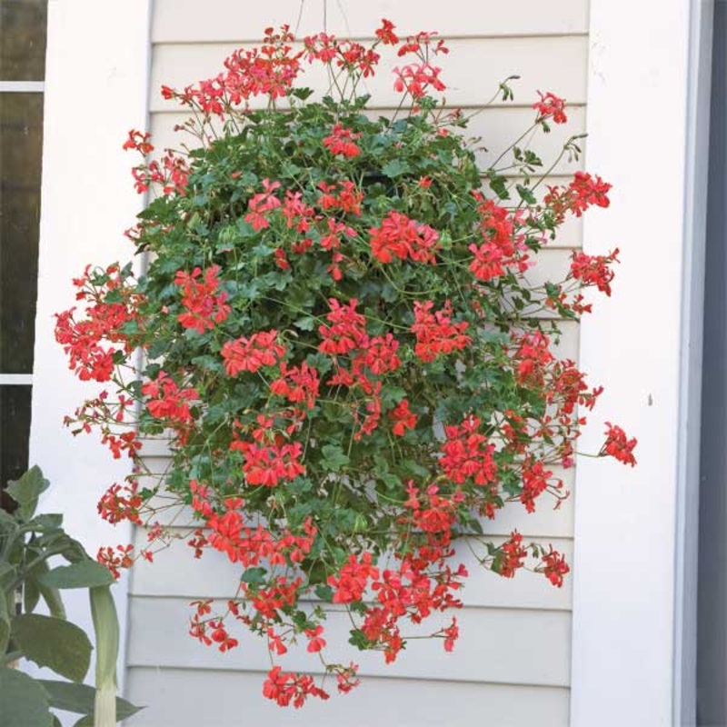 Swiss Balcony Geranium Balcon Royale Red PP (Pelargonium peltatum)