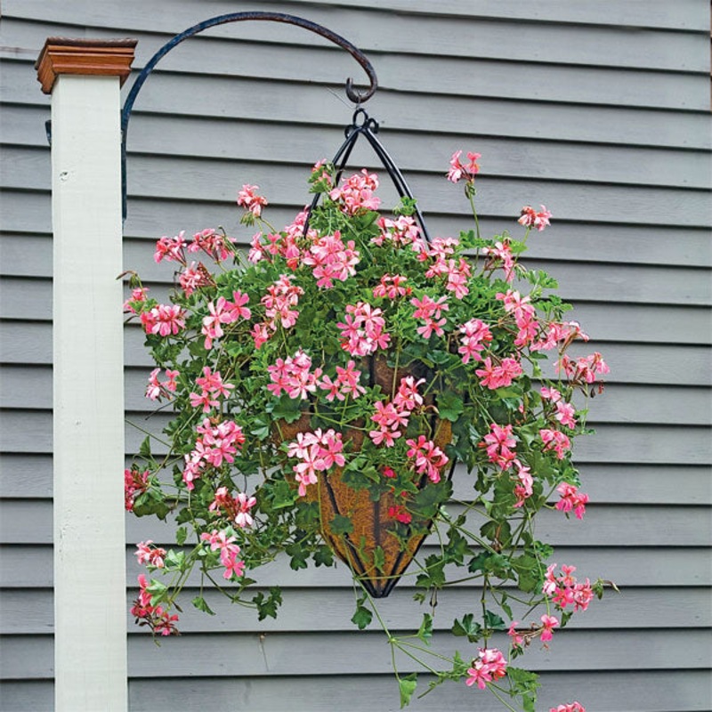 Swiss Balcony Geranium Desrumeaux (Pelargonium peltatum)