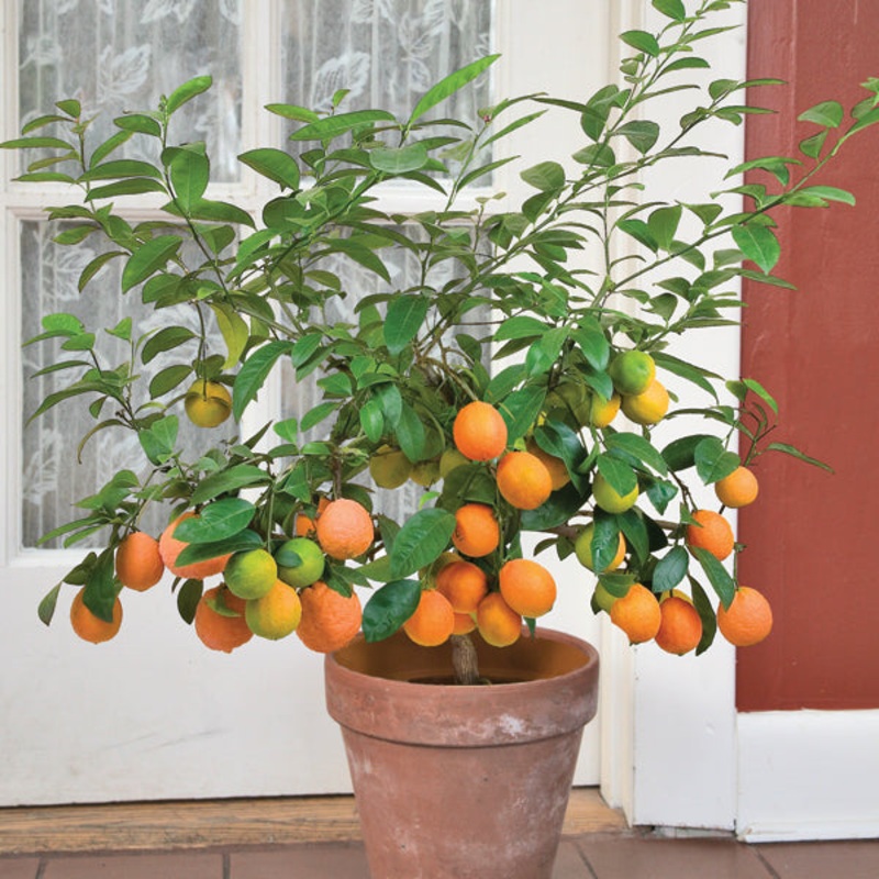 Tahitian Orange Tree (Citrus x limonia Otaheite)