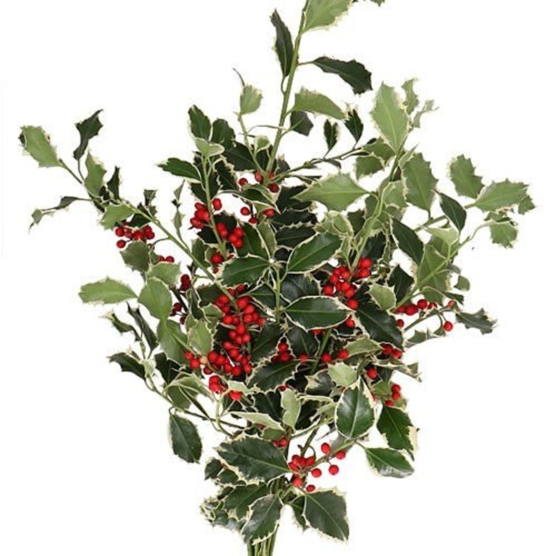 Variegated Holly Branches with Red Berries (Ilex aquifolium) Christmas Craft Wreath Florist Festive Decoration Fresh Foliage