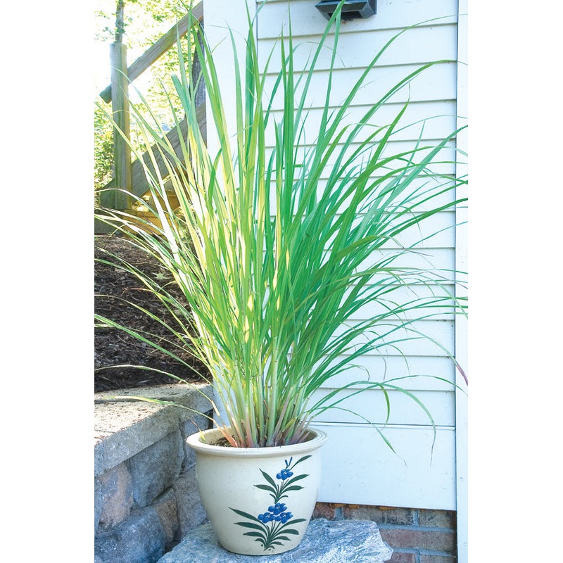 West Indian Lemon Grass Plant (Cymbopogon citratus)