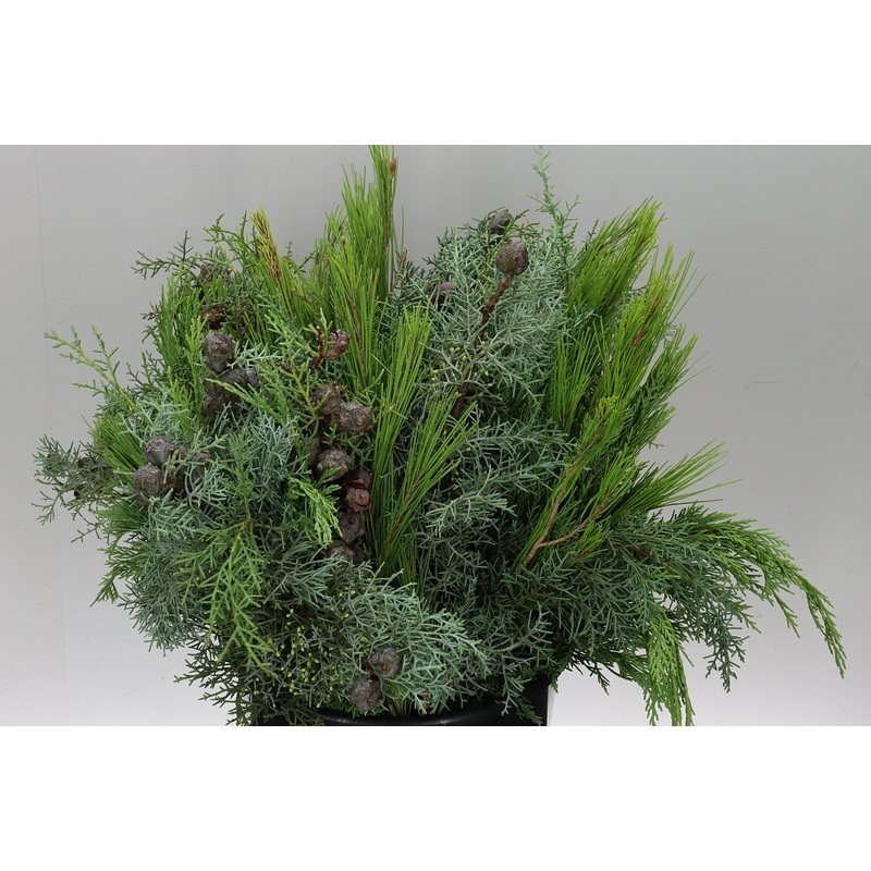 Winter Mix Foliage Branch Selection – Christmas Craft Wreath Florist Festive Decoration Fresh Foliage