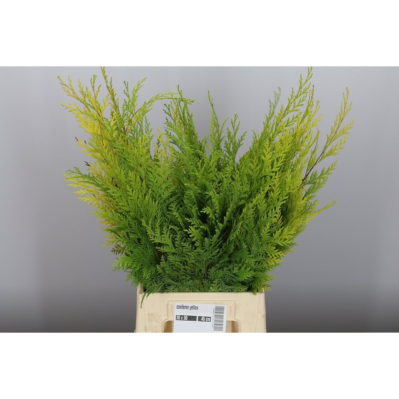 Yellow Conifer Branches (Chamaecyparis) Christmas Craft Wreath Florist Festive Decoration Fresh Foliage