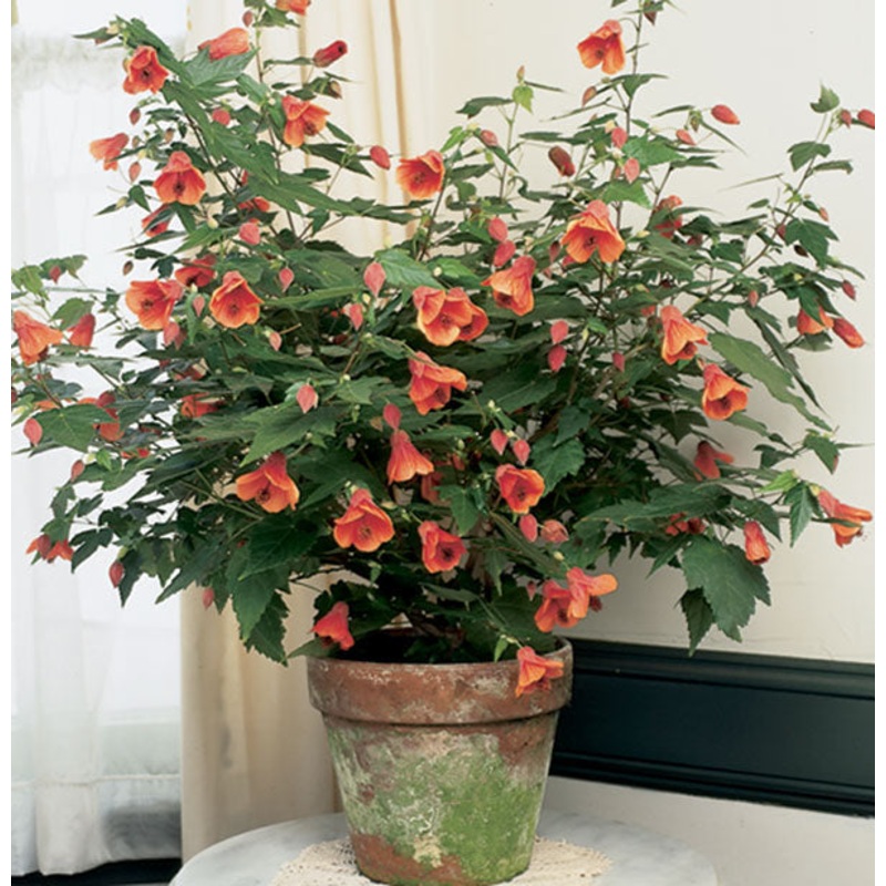 Abutilon ‘Dwarf Red’ (Abutilon hybrid)