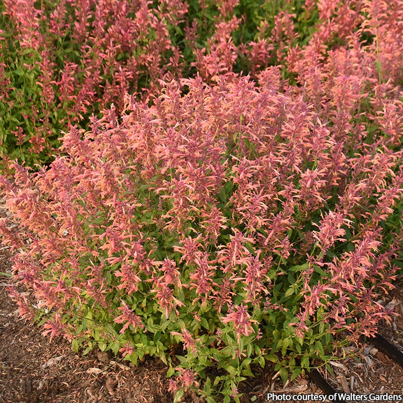 Agastache Guava Lava PP (Agastache hybrid)