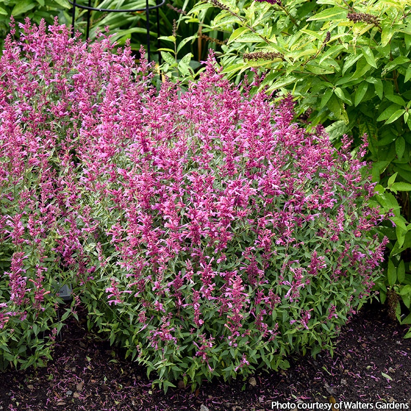Agastache Rosie Posie PP (Agastache hybrid)