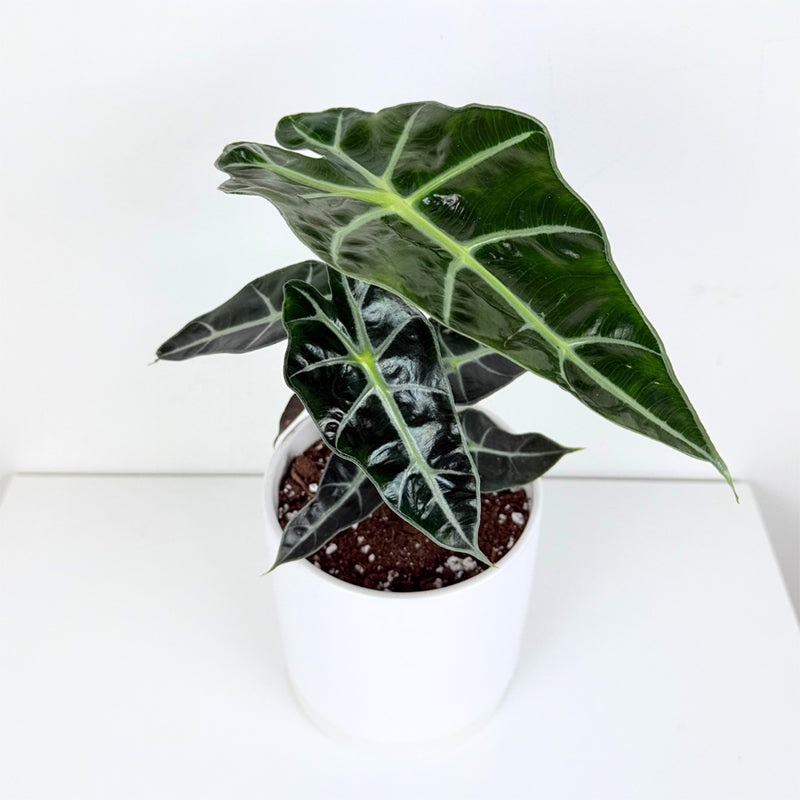 Alocasia ‘Dwarf Amazonica’ (Alocasia hybrid)
