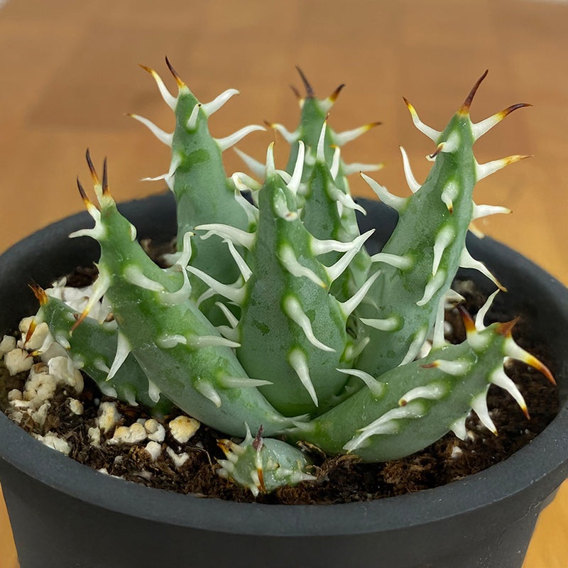 Aloe erinacea (Aloe erinacea)