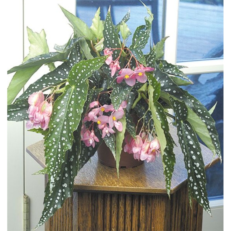 Angel Wing Begonia My Special Angel (Begonia fibrous hybrid)